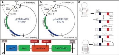 Artificial microRNA-mediated resistance against Oman strain of tomato yellow leaf curl virus